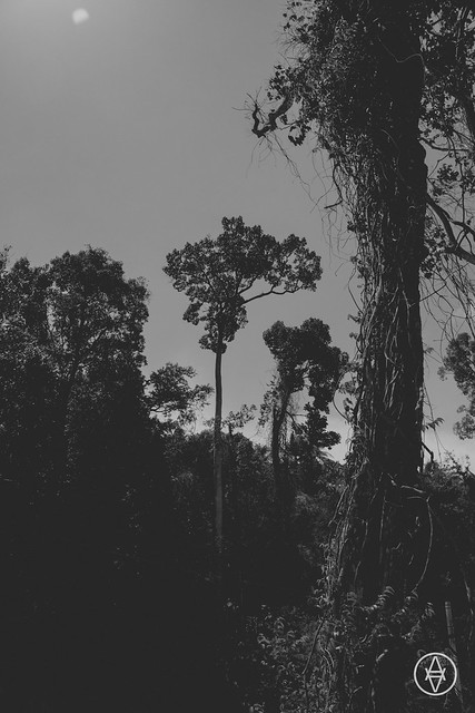 Suriname Immersion